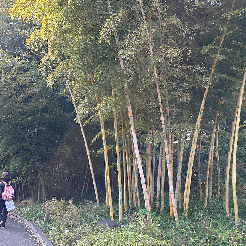 Tokyo Castle & Imperial PalaceーShogun Walking Tour