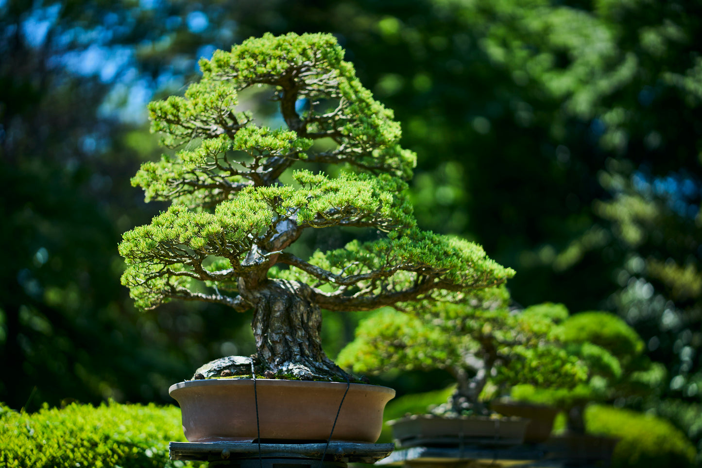 Tokyo: Meiji Shrine Walking Tour — Shinto & Imperial System