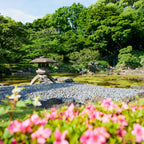 Tokyo Castle & Imperial PalaceーShogun Walking Tour