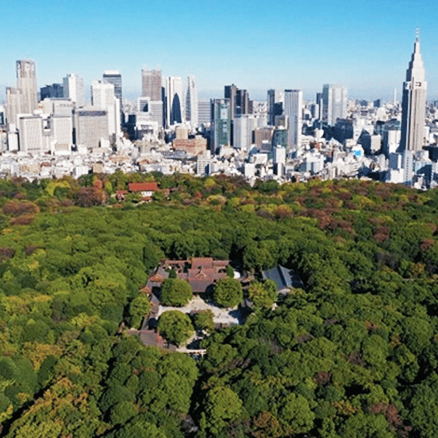 Tokyo: Meiji Shrine Walking Tour — Shinto & Imperial System