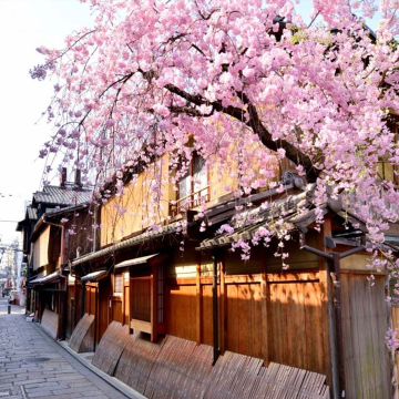 Kyoto: Gion Geisha Culture & History Walking Tour