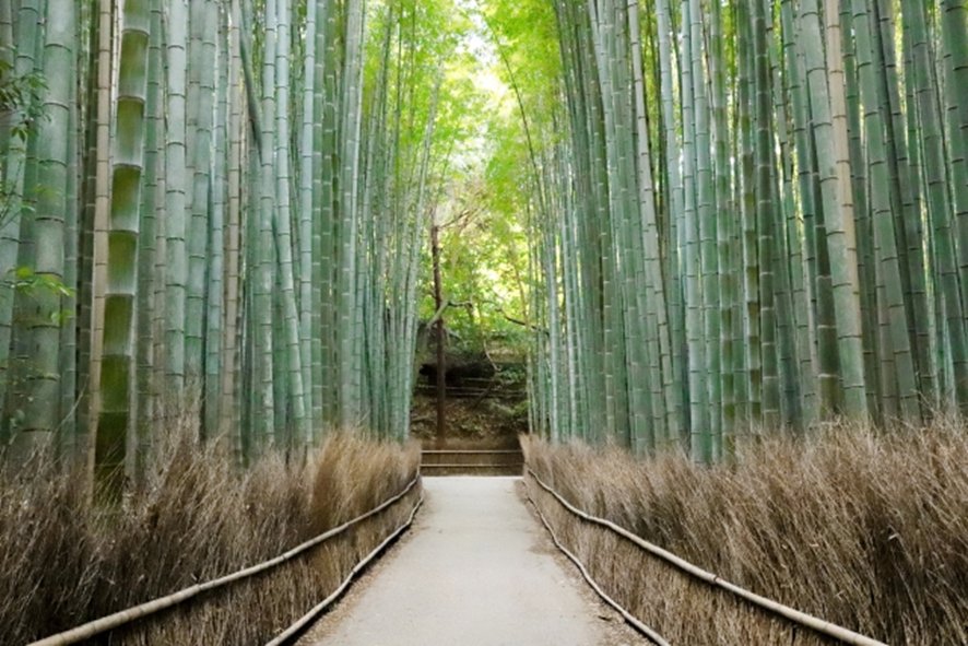 Morning sunlight through Arashiyama bamboo grove