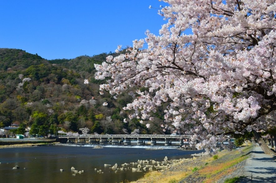 Spring cherry blossoms near Arashiyama bamboo grove