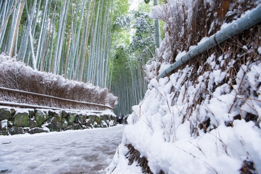 Winter tranquility at Arashiyama bamboo grove