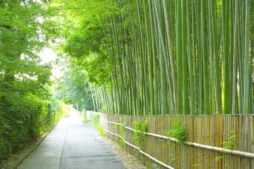 Arashiyama bamboo grove pathway