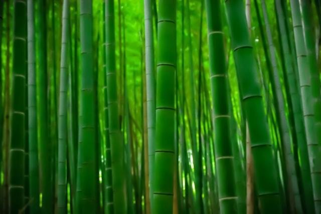 Peaceful walk through Arashiyama bamboo grove