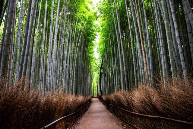 Towering bamboo stalks in Arashiyama bamboo grove