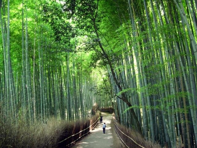 Quiet morning at Arashiyama bamboo grove