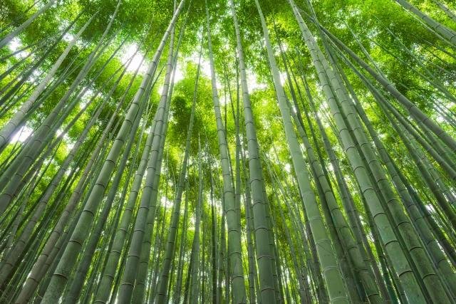 Train station near Arashiyama bamboo grove