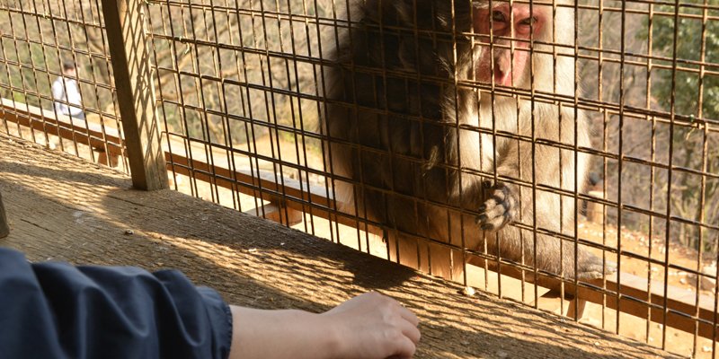 Japanese macaques at Arashiyama Monkey Park