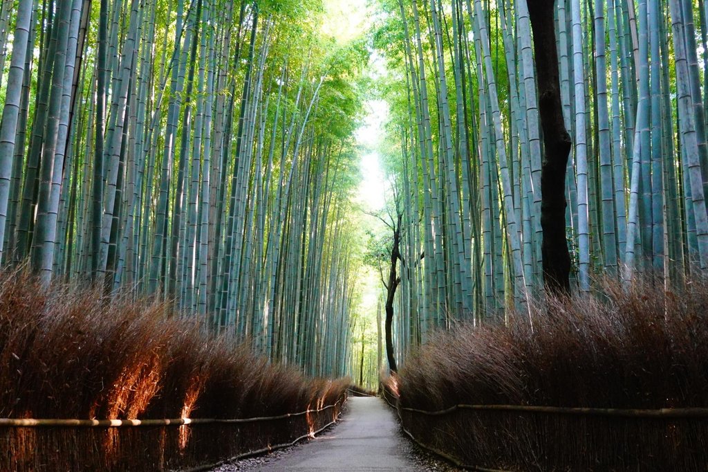 Walking path through Arashiyama bamboo grove