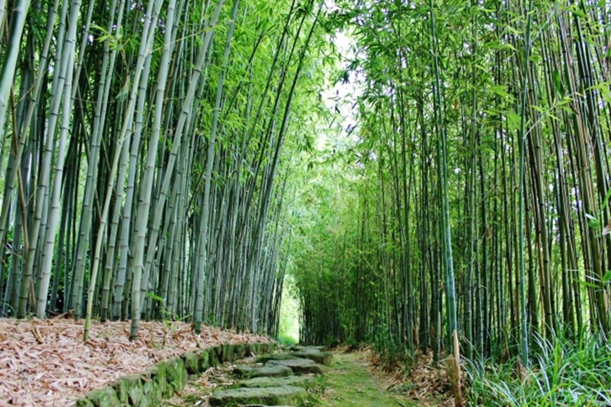 Arashiyama bamboo grove near chopstick workshop