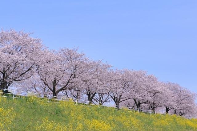 Cherry blossom season in Tokyo