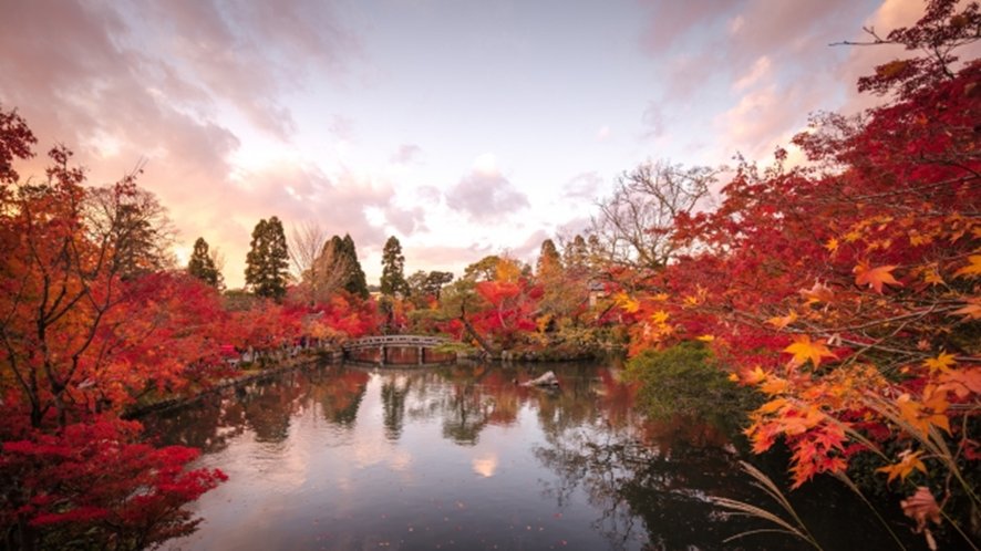 Evening illumination of autumn leaves in late November Kyoto