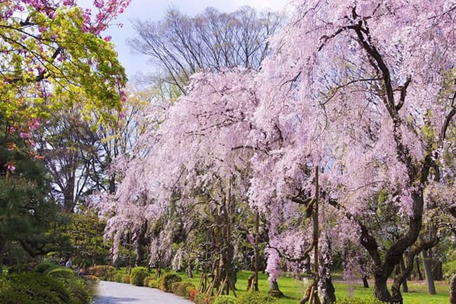 Kyoto: Nijo Castle World Heritage Guided Tour with Admission