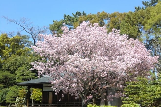 Kyoto: Nijo Castle World Heritage Guided Tour with Admission