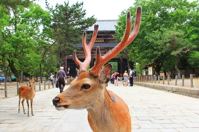 Osaka Kyoto: Nijo Castle, Nara, Arashiyama, Day Trip by Bus