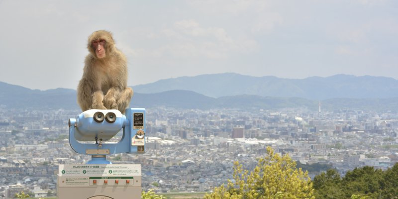 Japanese macaques at Arashiyama Monkey Park Iwatayama