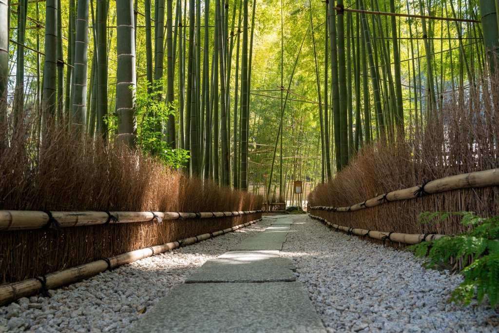 Arashiyama Bamboo Grove path with towering bamboo stalks