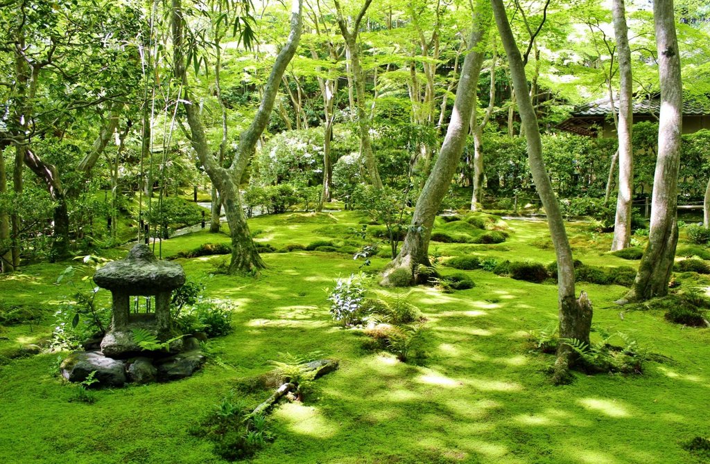 Moss garden at Gio-ji Temple with filtered sunlight