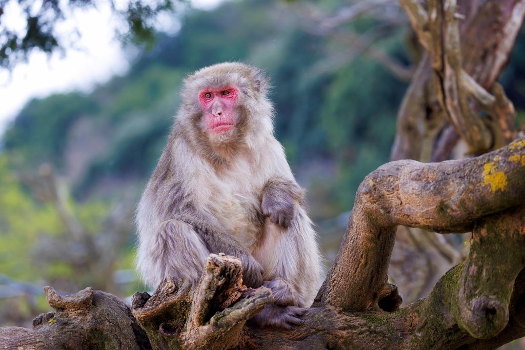 Wild monkeys at Arashiyama Monkey Park in Kyoto