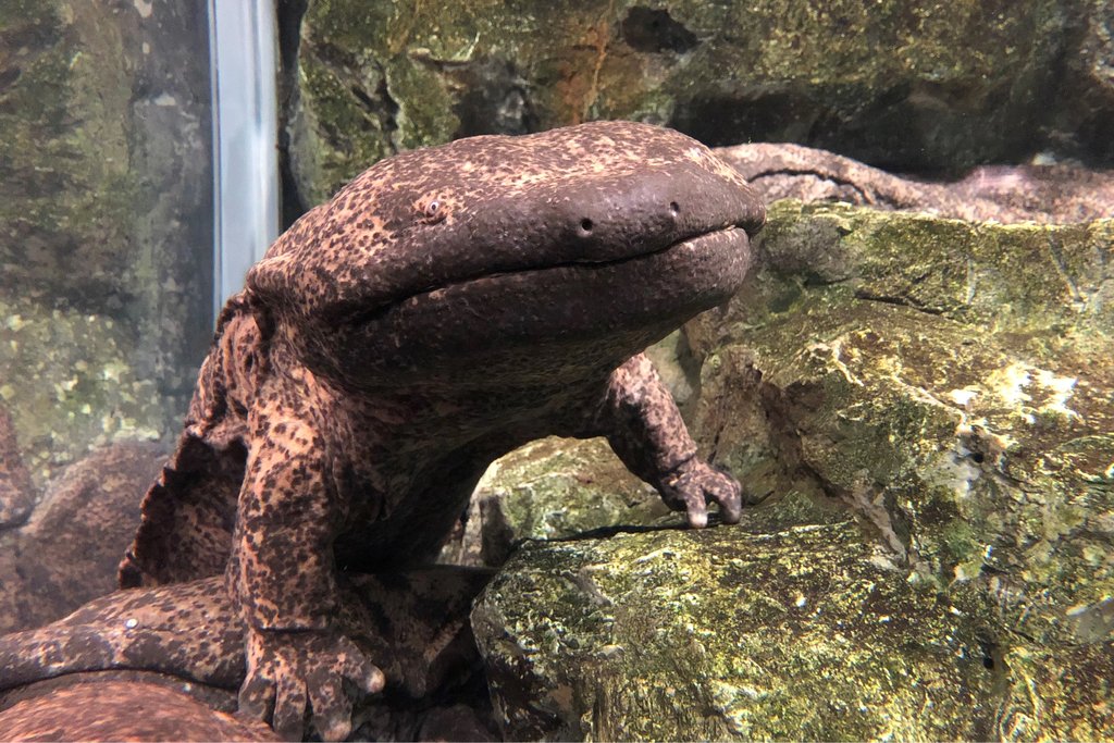 Japanese giant salamander at Kyoto Aquarium
