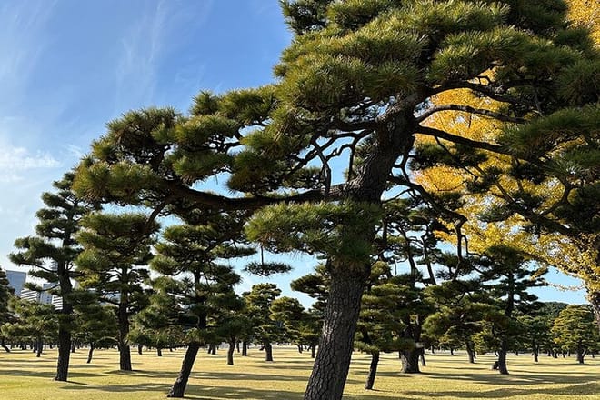 Tokyo Castle & Imperial PalaceーShogun Walking Tour