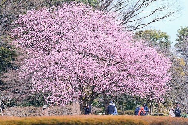Tokyo Castle & Imperial PalaceーShogun Walking Tour