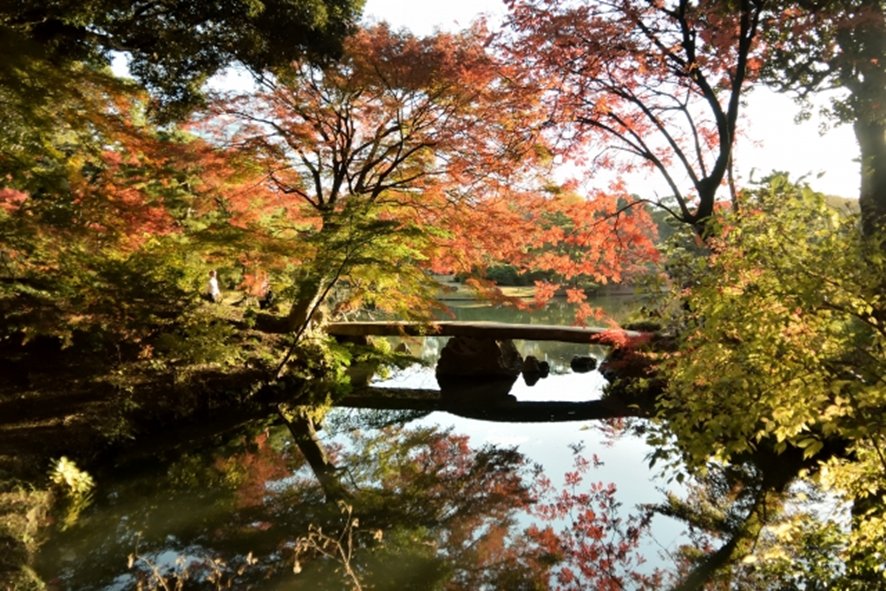 Rikugien autumn illumination in Tokyo in November