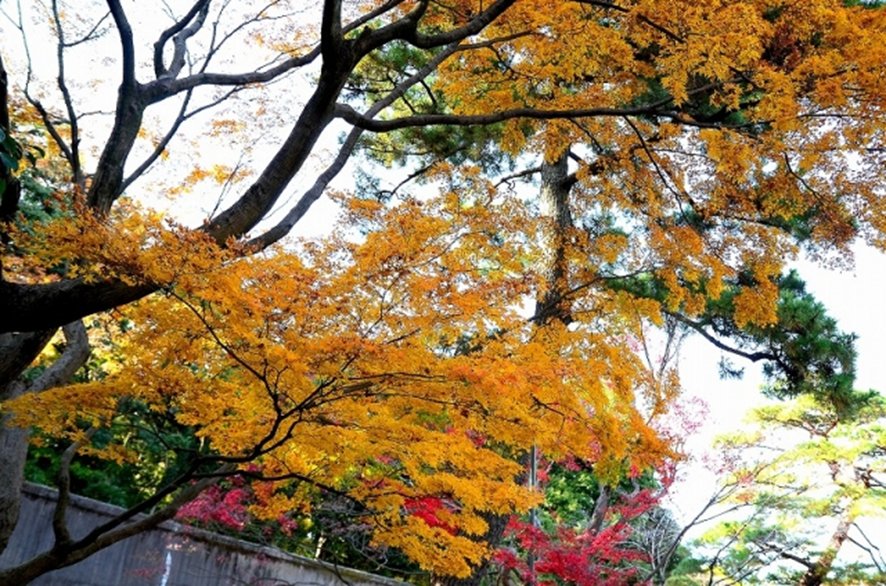 Imperial Palace autumn foliage in Tokyo in November