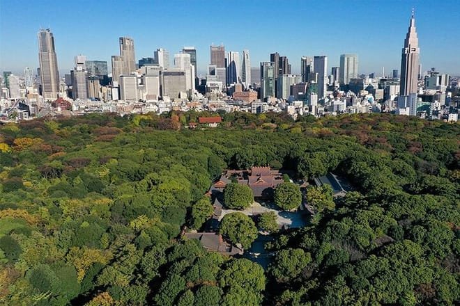 Meiji Shrine walking tour with English guide