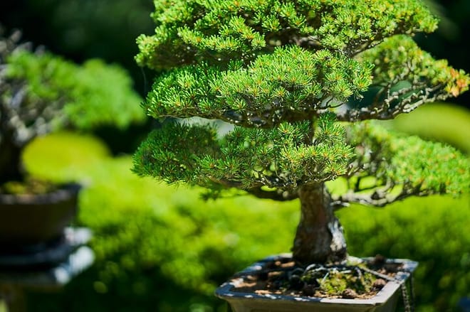Tokyo: Meiji Shrine Walking Tour — Shintoism & Imperial System