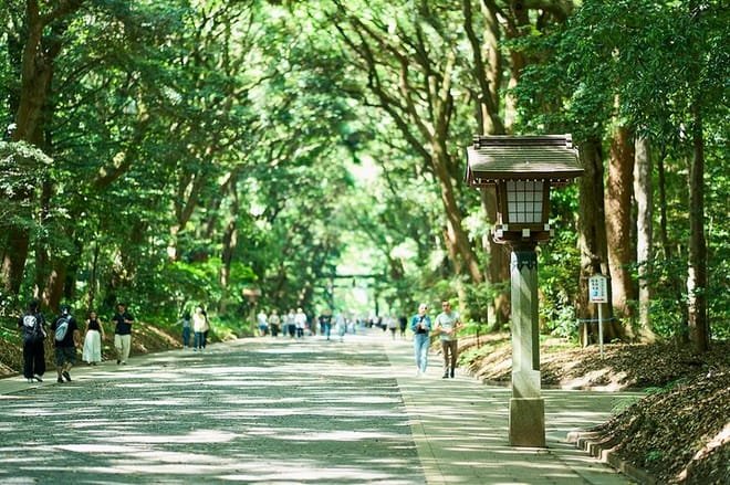 Meiji Shrine approach on Tokyo walking tour
