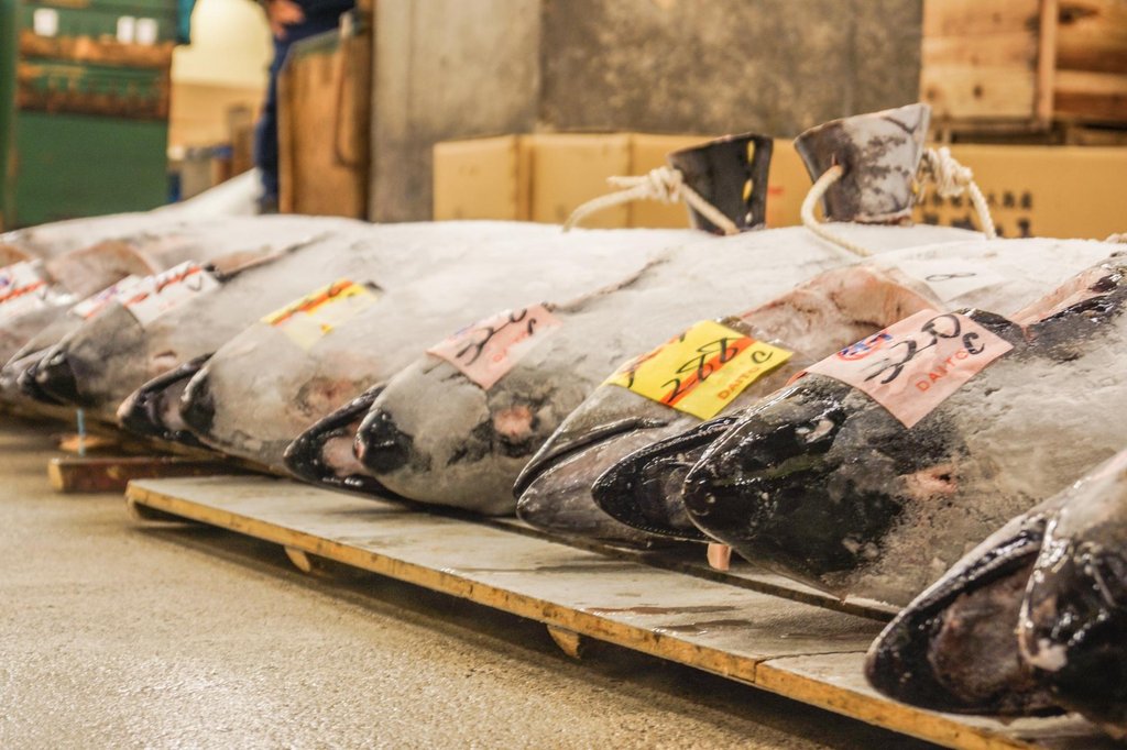 Tsukiji market food tour experience