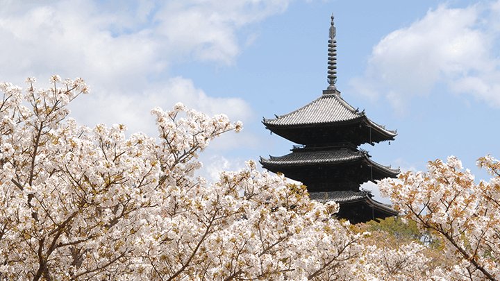 Ninna-ji Omuro cherry blossoms in spring